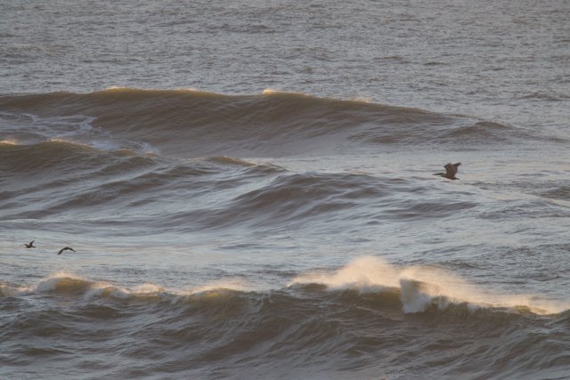 Swooping Over the Swells: A Maverick Moment in Pacifica