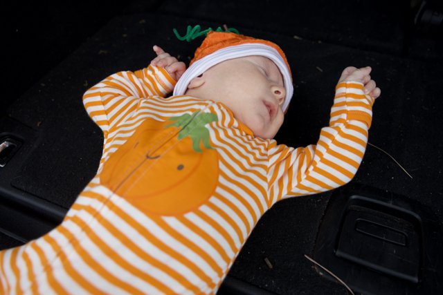 Tiny Pumpkin Dreams