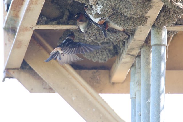 Cliff Swallows Building Mud Nests Under Eaves