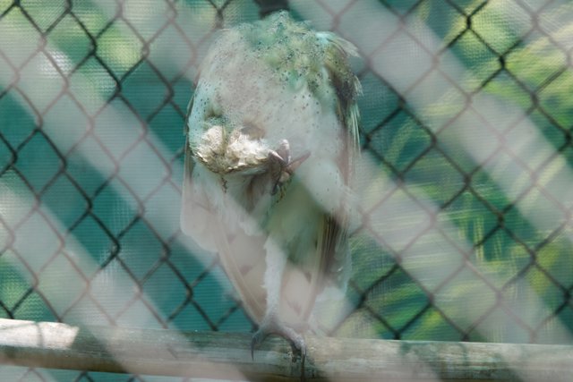 Glimpse of Solitude: The Captive Vulture