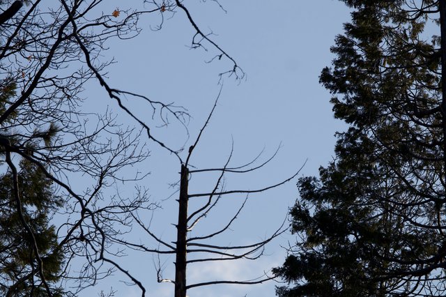 Bare Winter Branches Against Twilight Sky in Yosemite