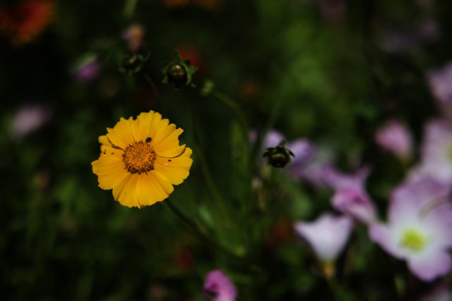 Vibrant Marigold Amongst Blooms