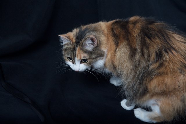 Calico Cat: A Standout Feline