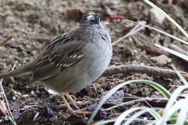 Peaceful Sparrow in the Wild