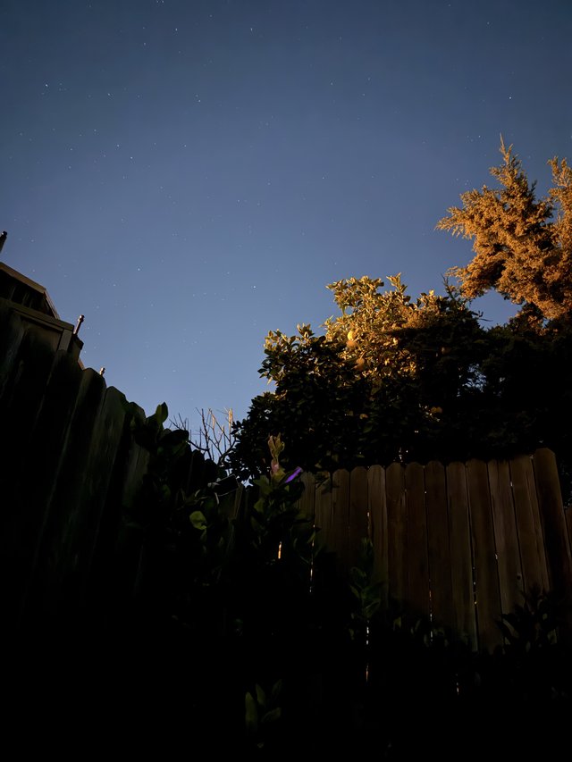 Starlit Garden at Dawn with Autumn Trees