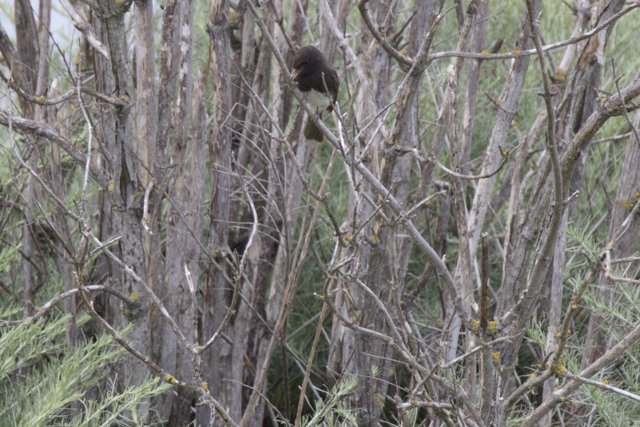 Perched Amongst the Branches