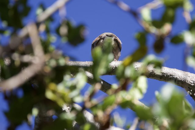 Perched in the Treetops