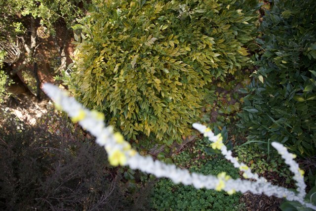 Nature's Tapestry at Thistlewyck - Filoli