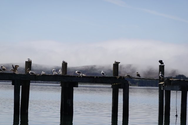 Foggy Pier with a Feathered Flock