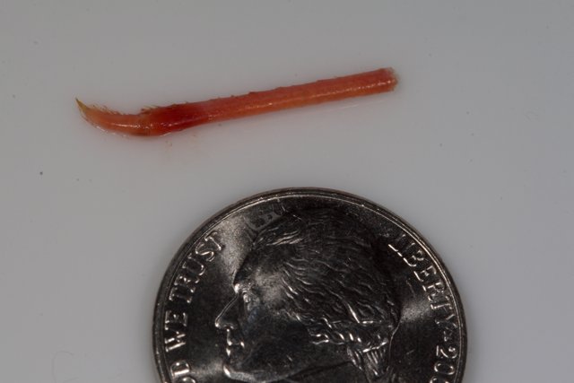 The Red Worm on a White Surface