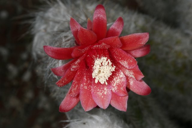 Blooming Cactus with White Petals