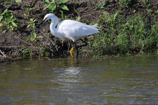 Snowy Egret Foraging Along Muddy Wetland Shore