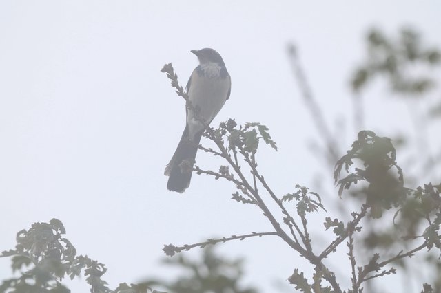 Silhouetted Bird Perched on Winter Branch