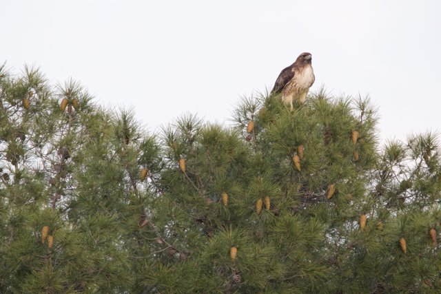 Perched Majesty: The Hawk's Repose