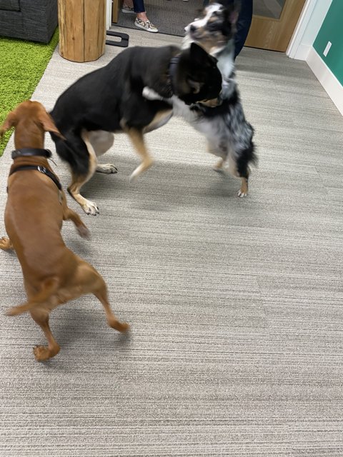 Office Pups at Play