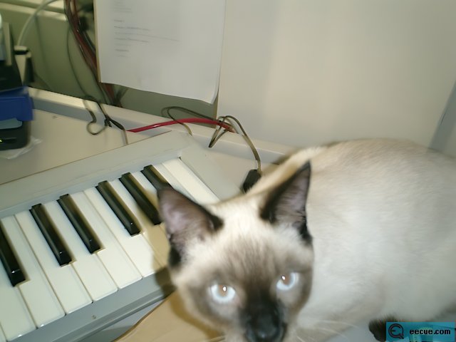 Feline Musician