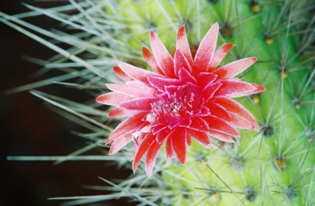 Red Flower Blooming on the Cactus