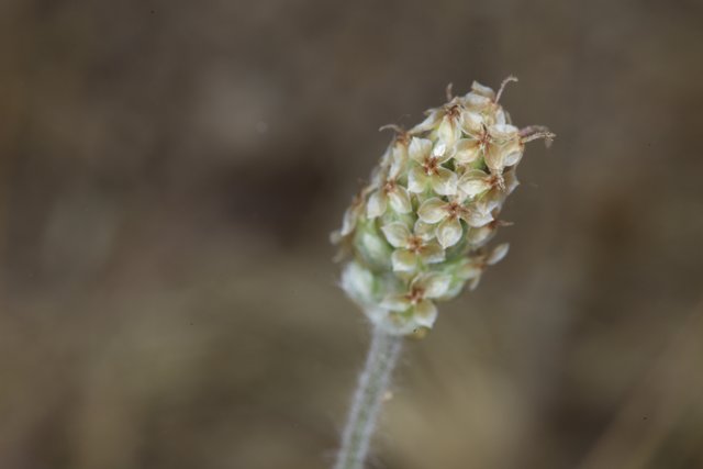 Bud of the Anza Plant