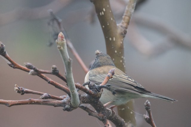 Dark-Eyed Junco Perched on Winter Branch