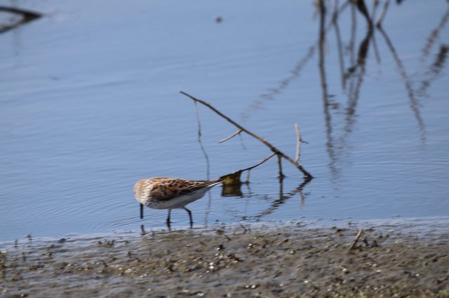 Least Sandpiper Foraging in Shallow Wetland Waters