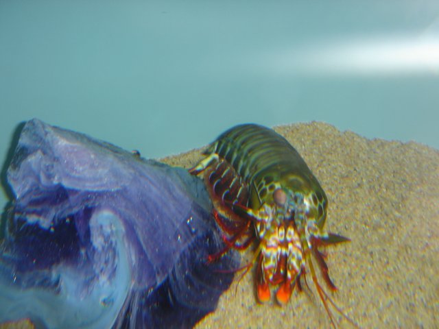 Majestic Mantis Shrimp