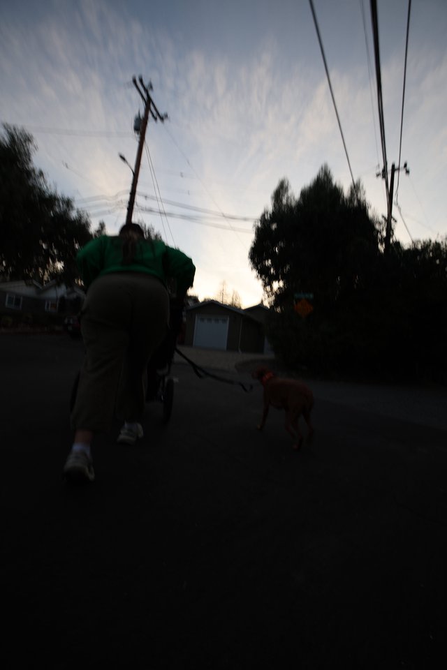 Evening Dog Walk in Suburban Neighborhood at Dusk