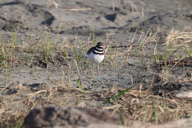 Killdeer on Muddy Ground at Drakes Beach