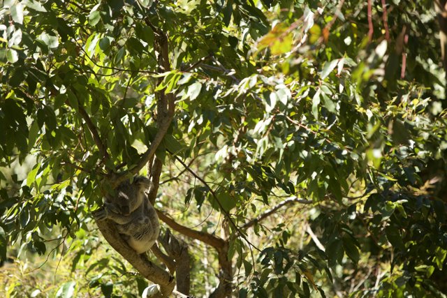 A Caulfield Delight: Koala at the San Francisco Zoo