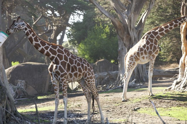 Giraffe Duo in the Green: A Day at SF Zoo