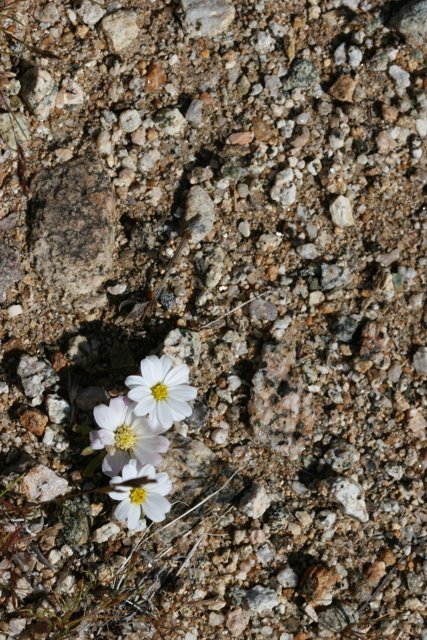 White Daisy-like Flower Blooming in Rocky Soil
