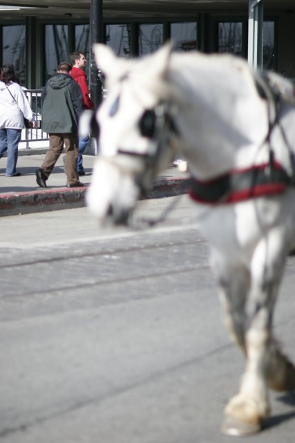 Horse-Drawn Carriage Ride in San Francisco