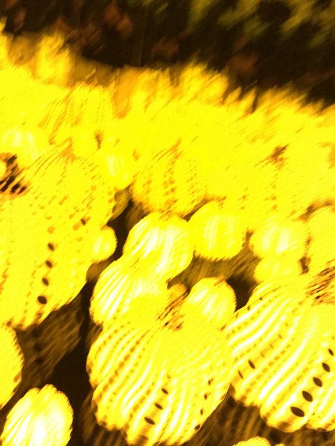 Blurred Beauty in a Sea of Yellow