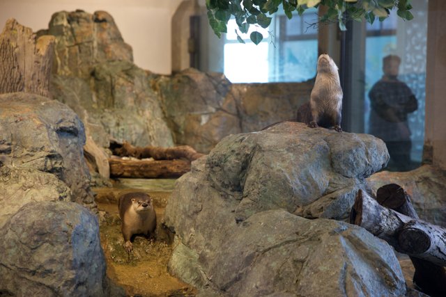 Mirthful Mammals: Otters at the Acquarium of the Bay