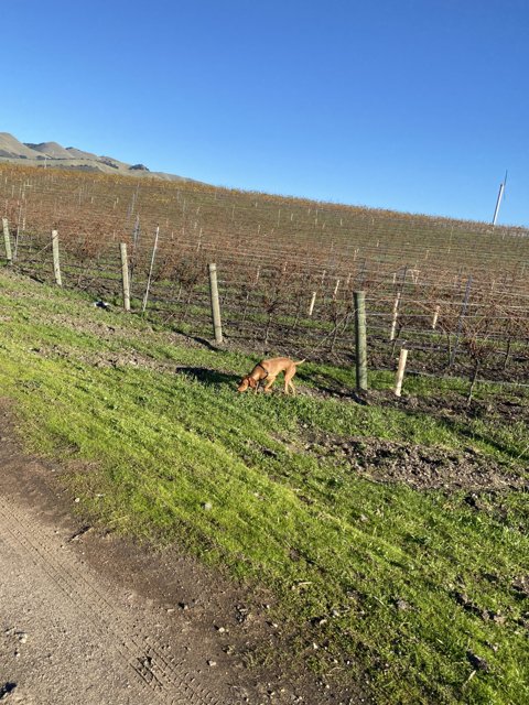 Dog's Day Out in the Vineyard