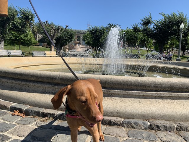 Canine at the Fountain