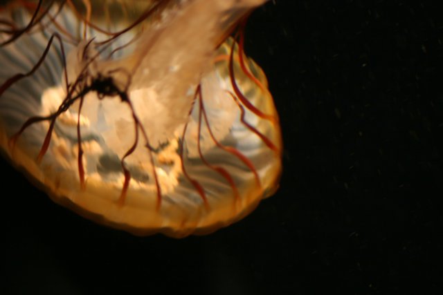 Majestic Jellyfish in the Deep Blue Sea