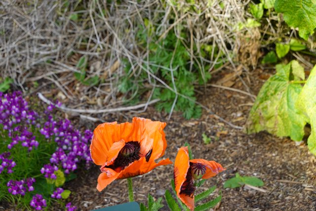 Vibrant Orange Flowers in San Francisco Zoo