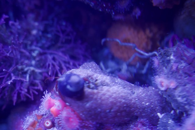 Purple Majesty Under the Sea - Monterey Bay Aquarium, 2023
