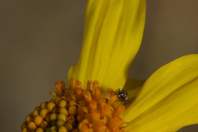 Buzzing Insect on Vibrant Yellow Flower