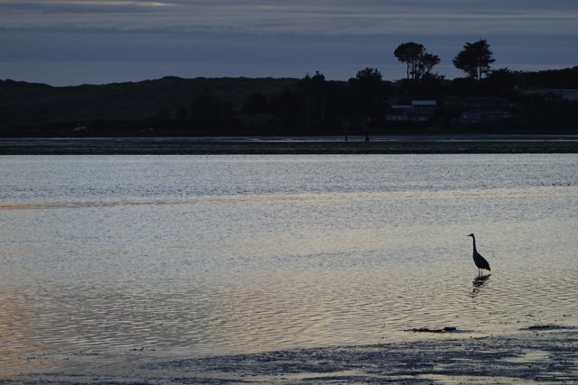 Dusk at Bodega Bay Caption: A graceful waterfowl stands majestically in the serene waters of Bodega Bay, framed by the dusky sky and towering trees.