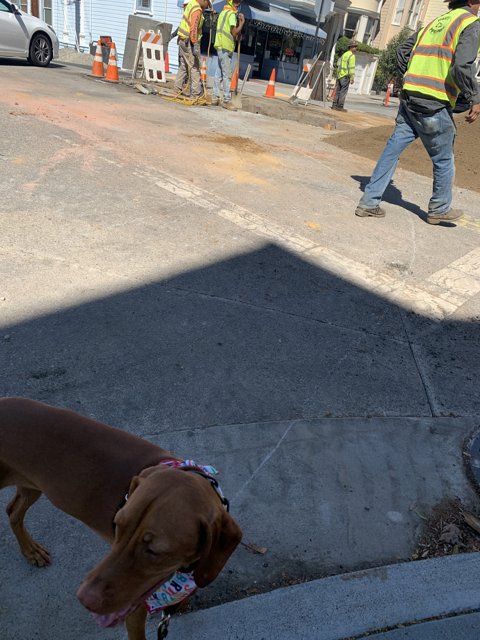 Dog on Sidewalk Watching Construction Crew in San Francisco