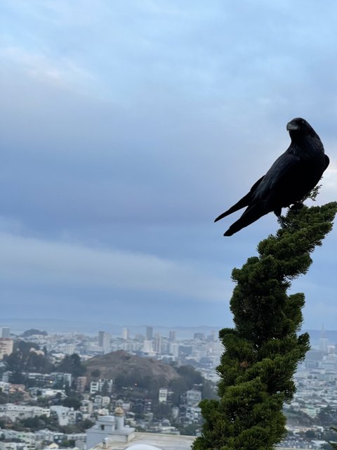 Crow's Eye View of San Francisco