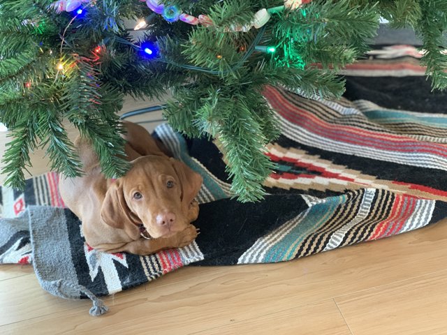 Cozy Christmas Companion