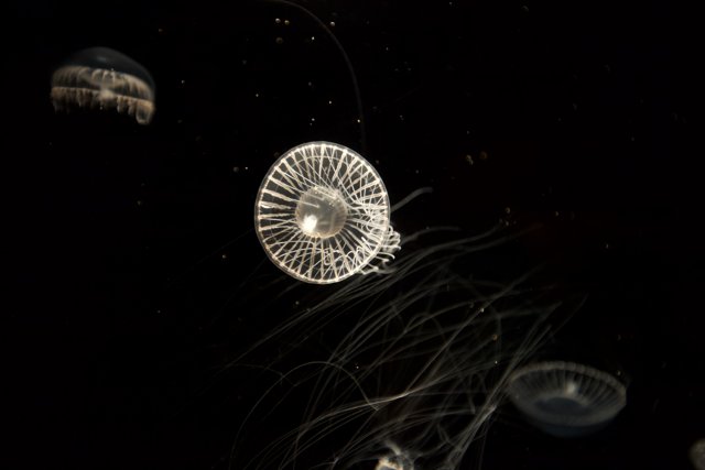 Wheel of Jellyfish