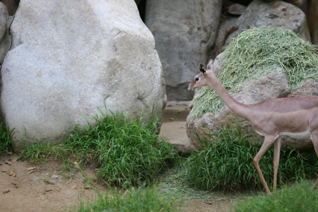 Graceful Gazelle