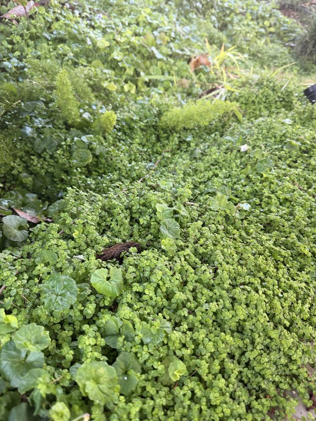 Lush Garden Ground Cover and Moss Detail