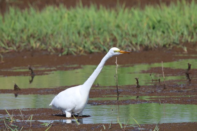 Great Egret Wading in Shallow Wetland Waters