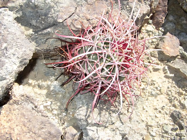 Rocky Cactus