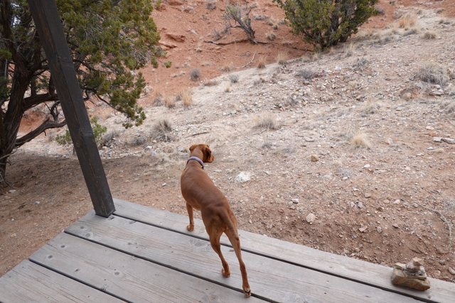 Curious Vizsla Standing on Wood Deck
