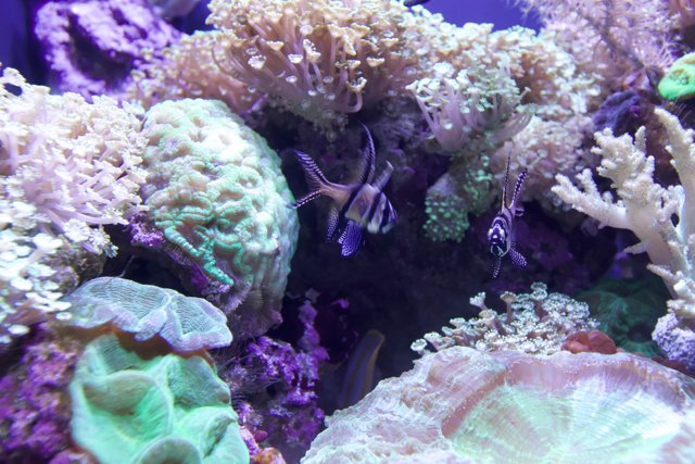 Swim among the Coral Reef